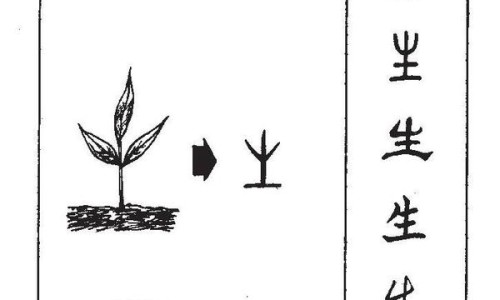 黑山栀的功效与作用及禁忌-黑山栀的功效与作用网 - 网站提供黑山栀子功效与作用图片小常识、黑山栀是什么中药
